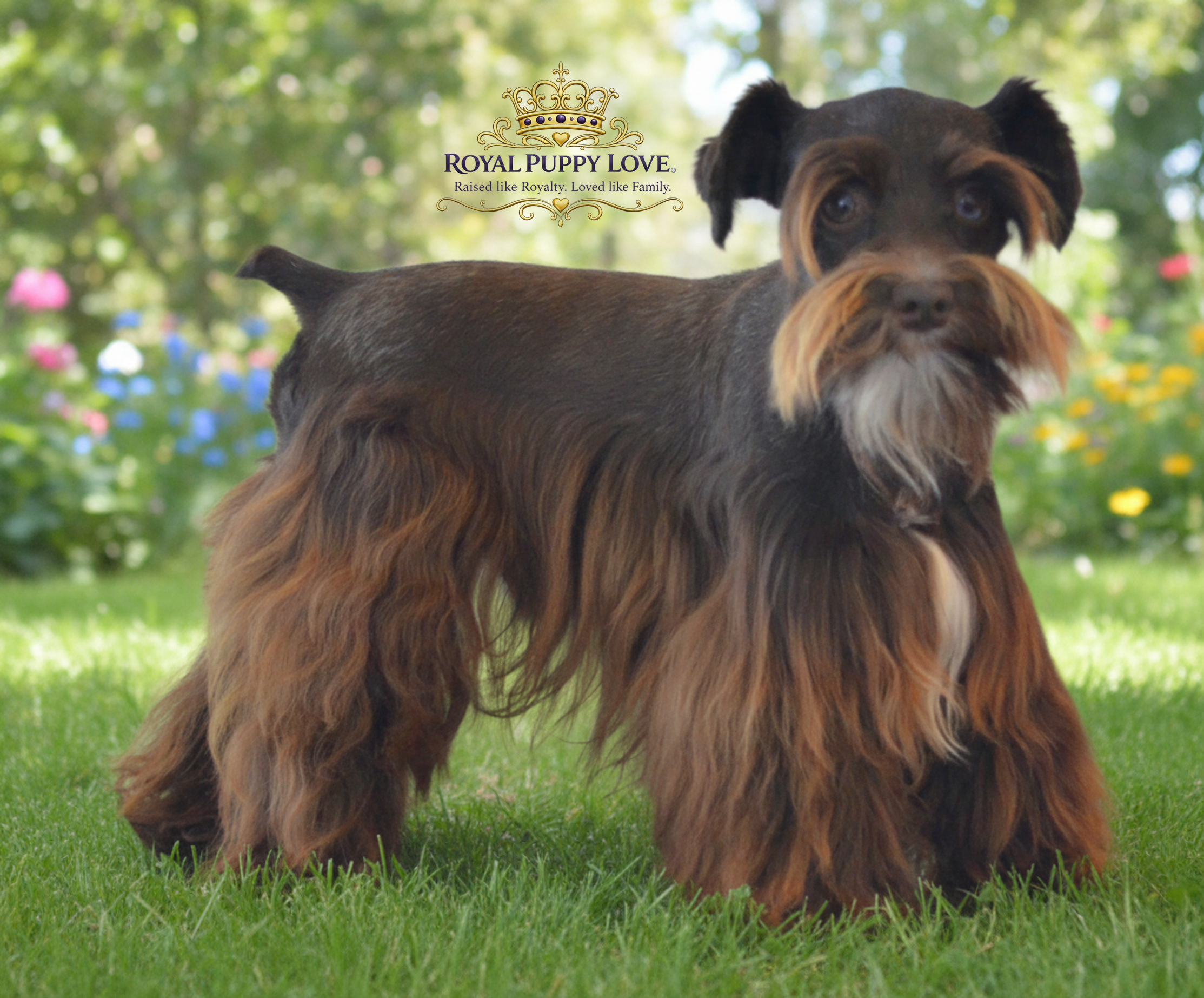 Royal Puppy Love’s Voodoo Spell