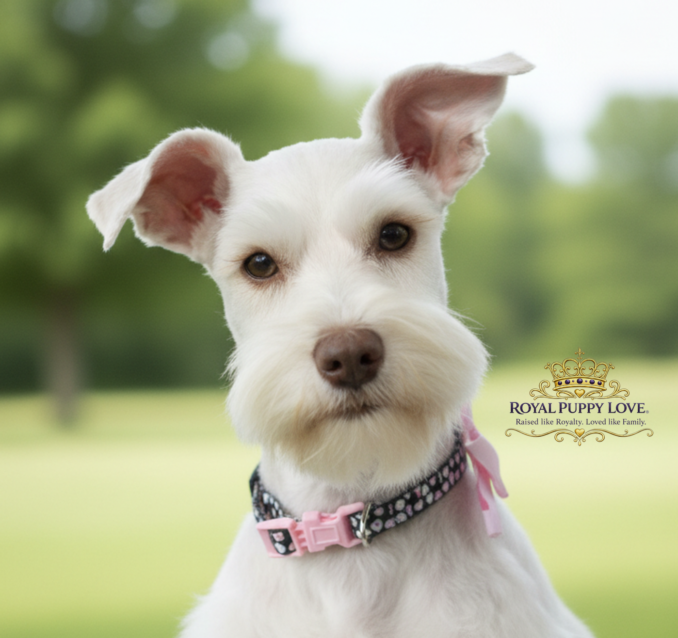 ROYAL PUPPY LOVE’S XANADU