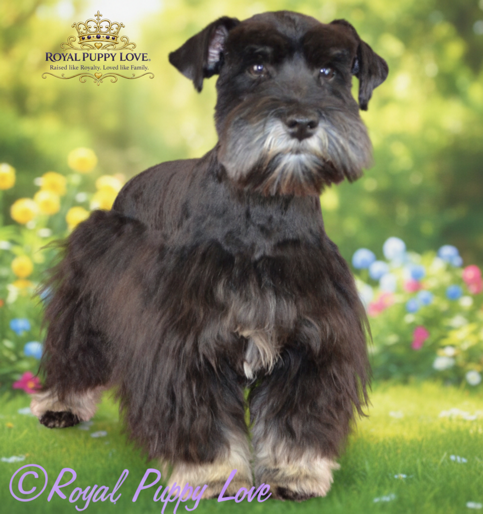 Royal Xochi