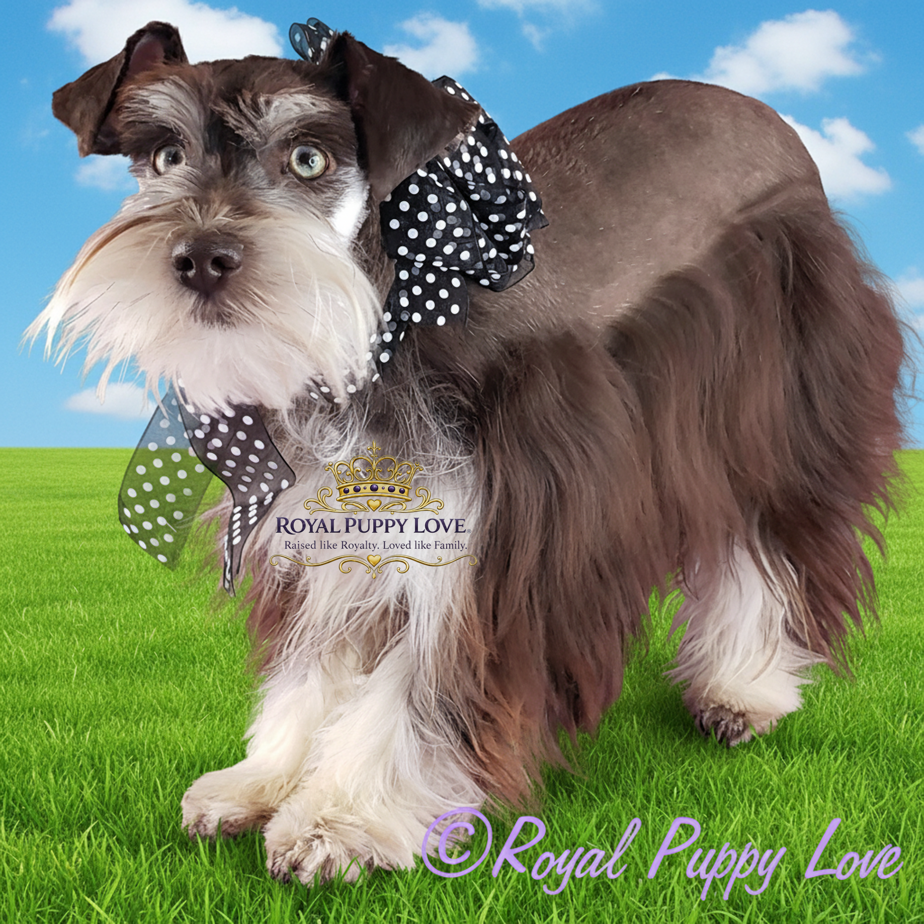 ROYAL PUPPY LOVE’S YAHOO