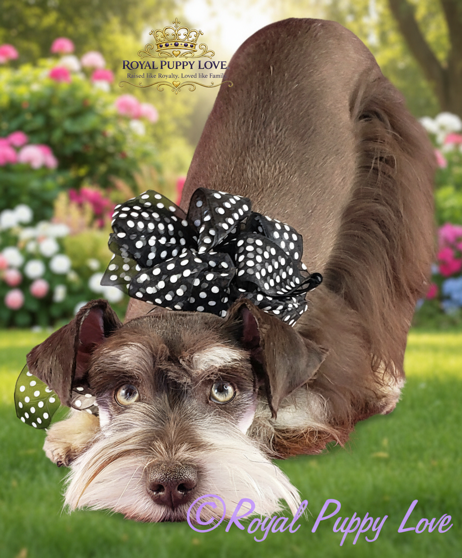 ROYAL PUPPY LOVE’S YAHOO