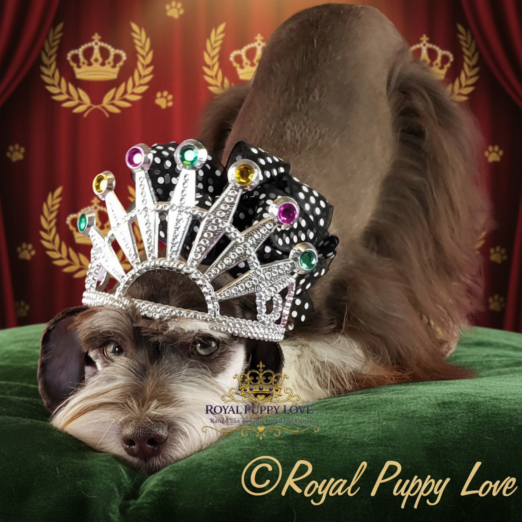 ROYAL PUPPY LOVE’S YAHOO