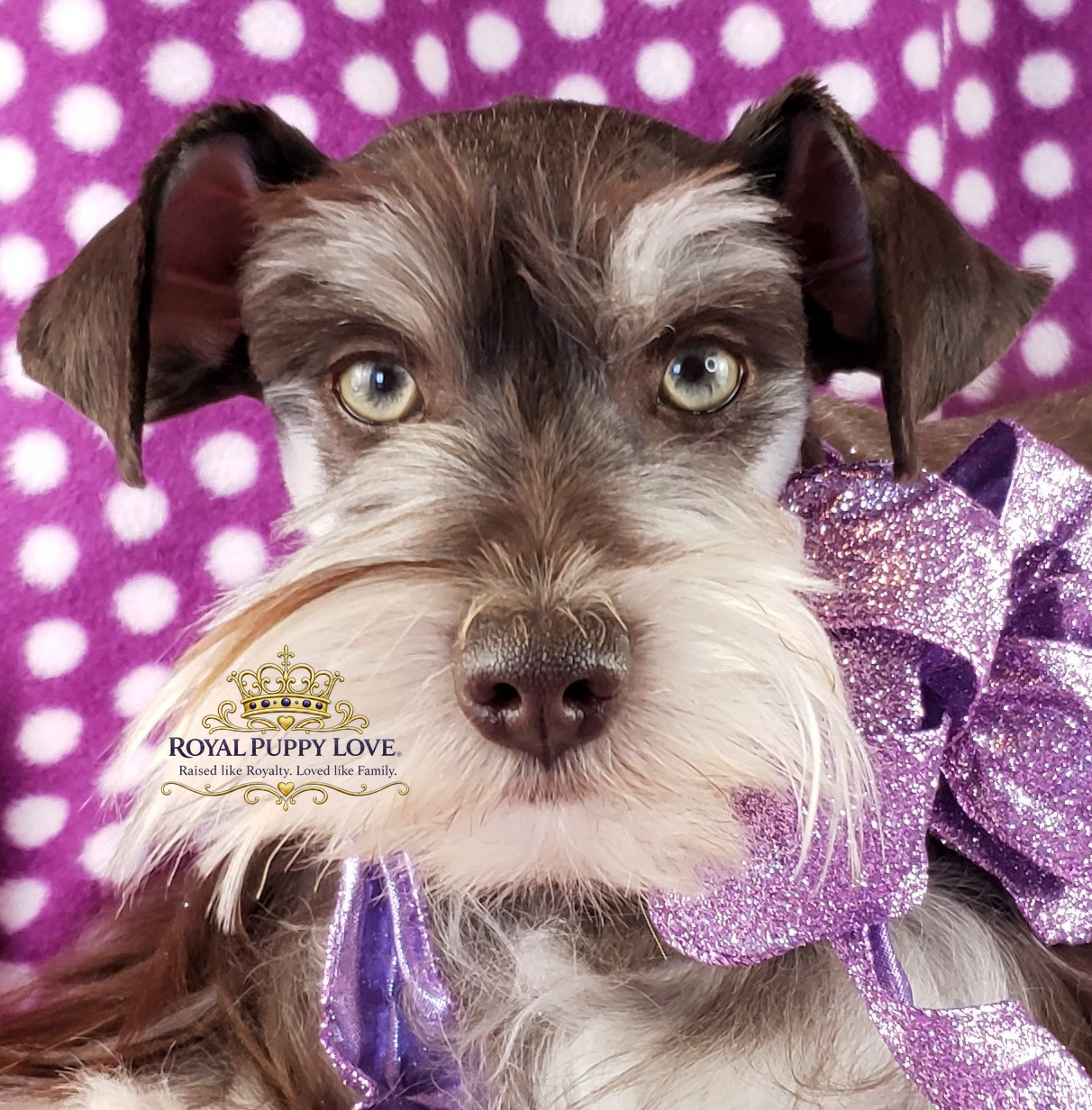 ROYAL PUPPY LOVE’S YAHOO