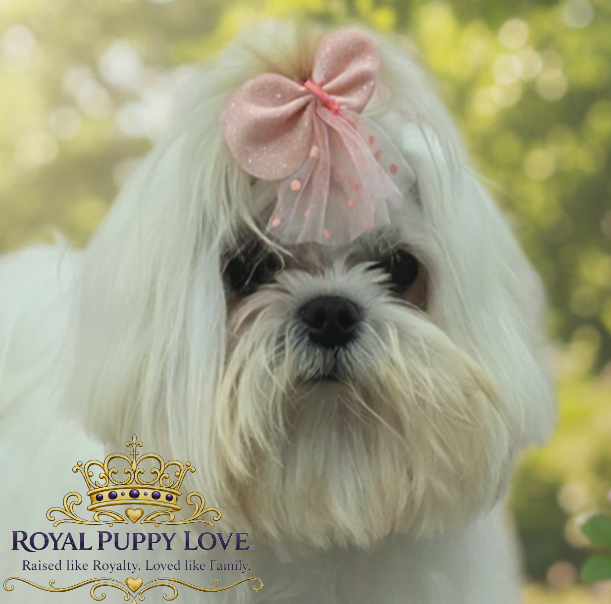 Royal Princess Addison