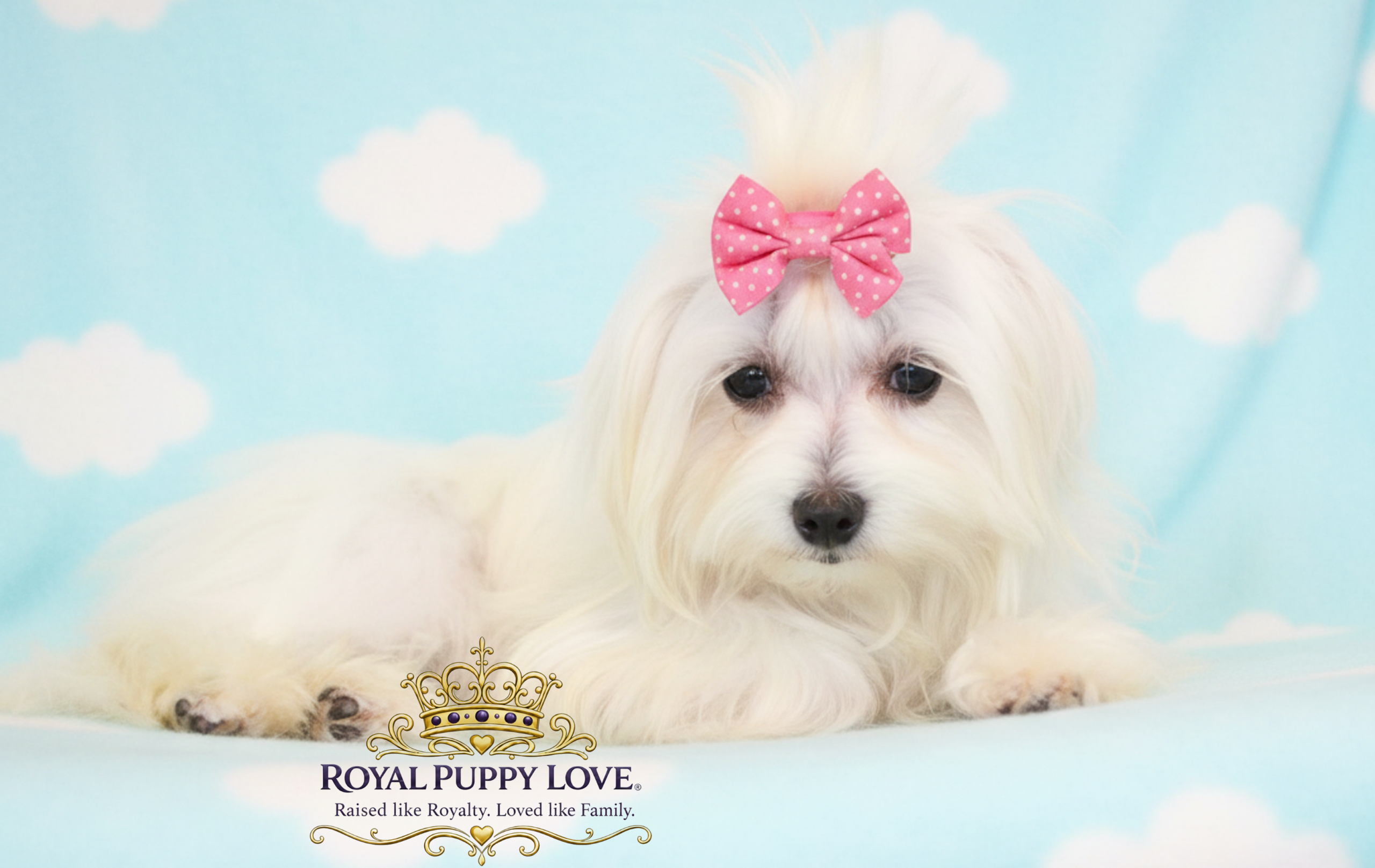 Royal Princess Beguiled