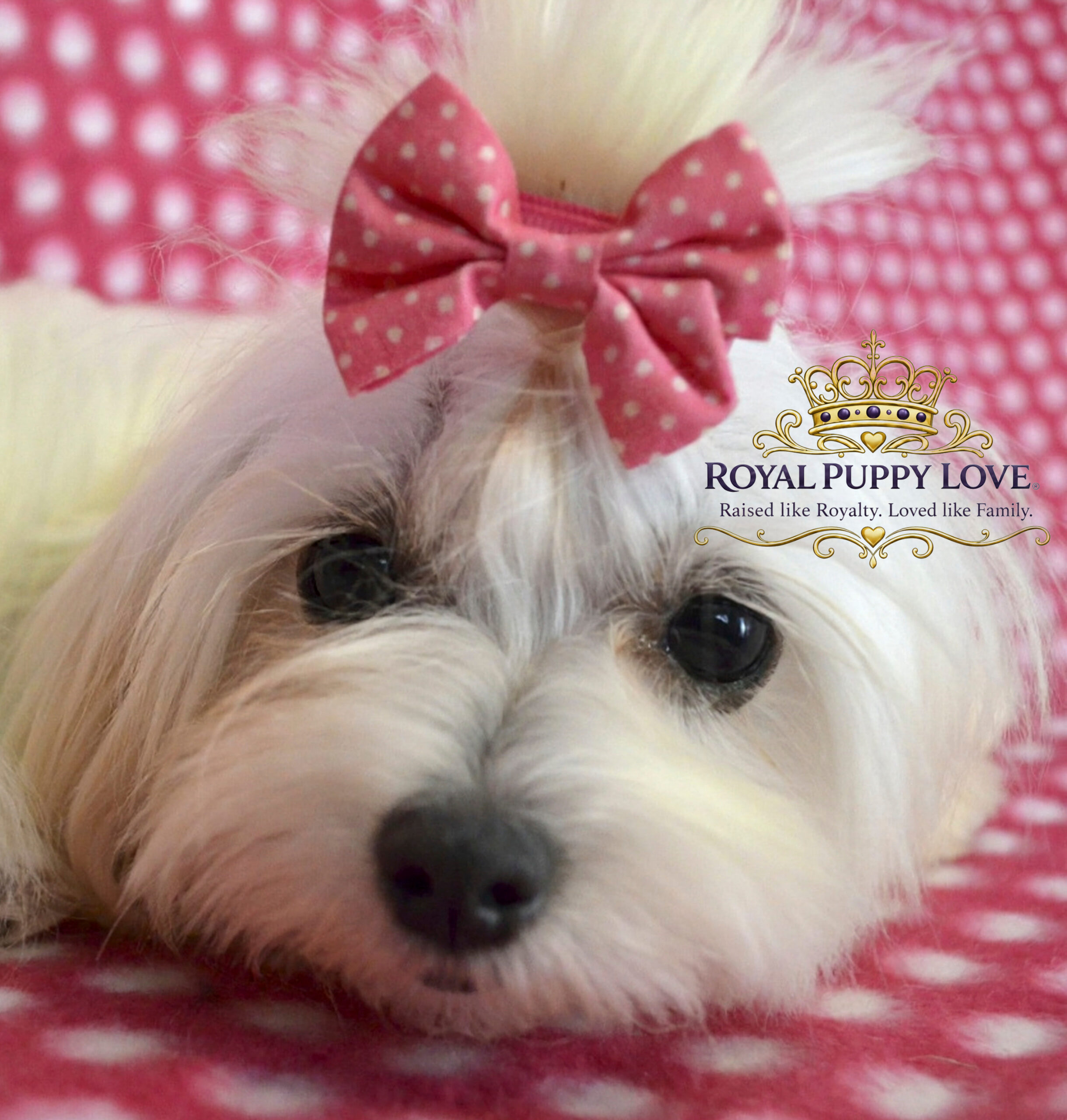 Royal Princess Beguiled