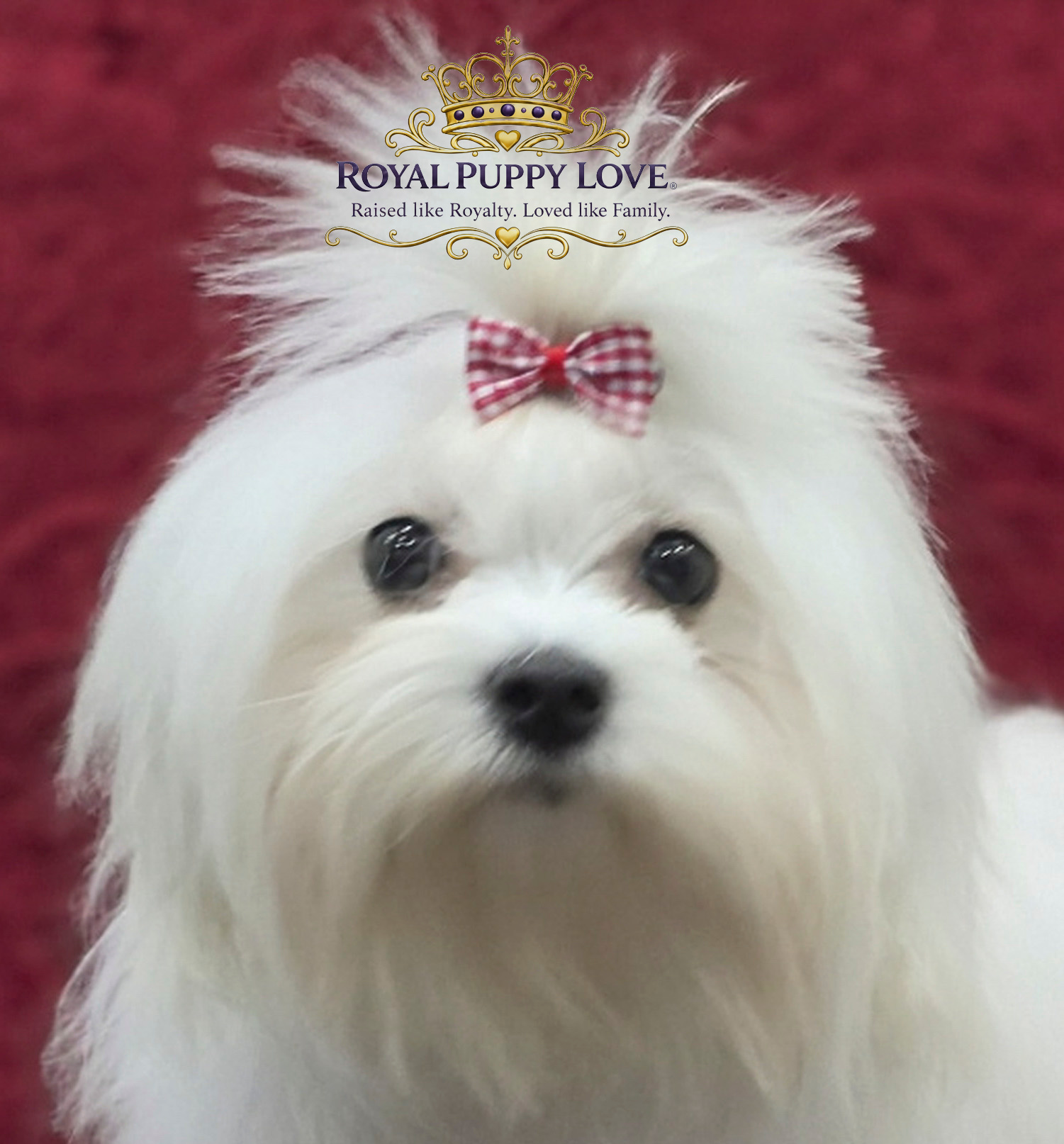 Royal Princess Bubbles