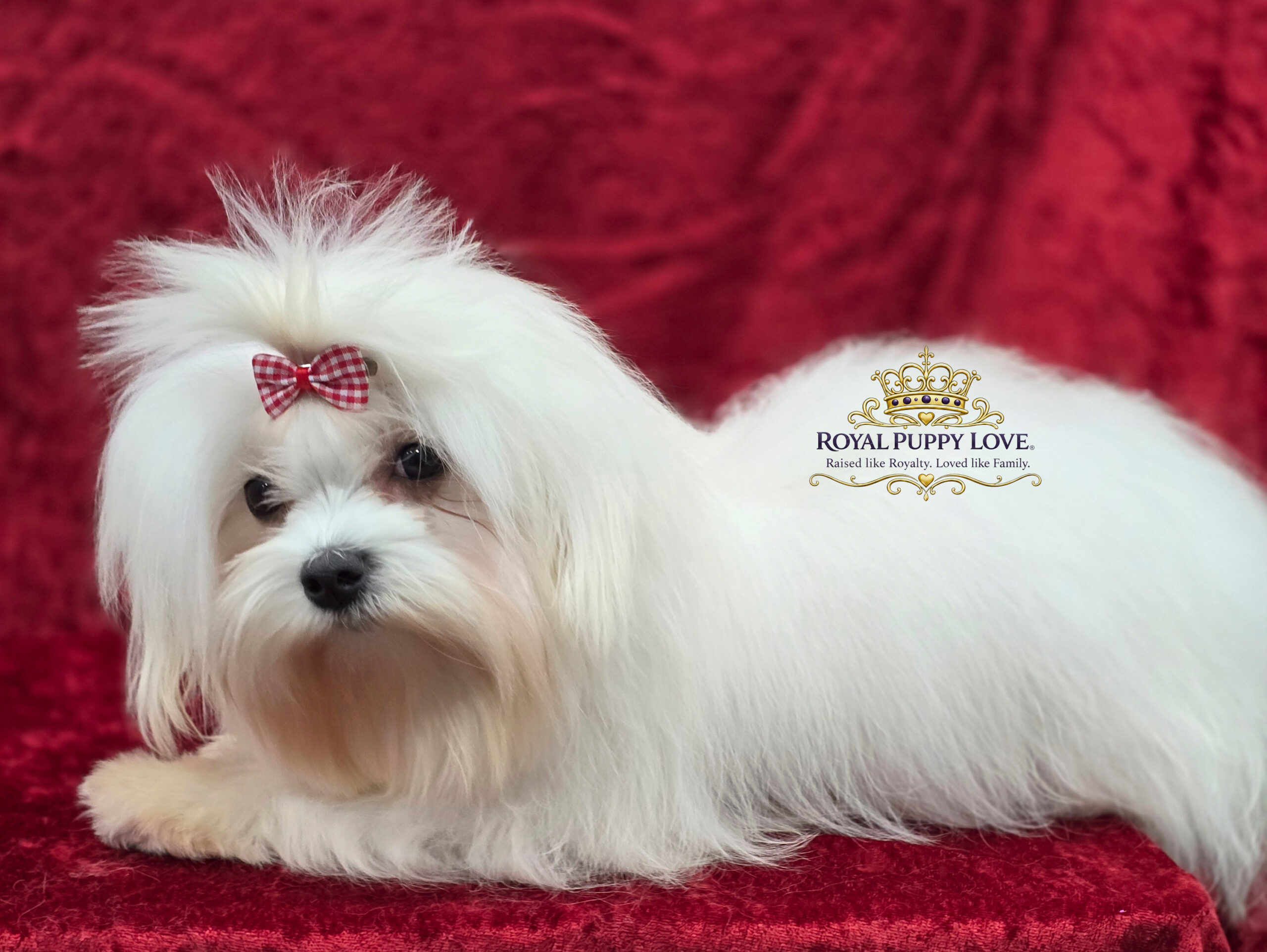 Royal Princess Bubbles