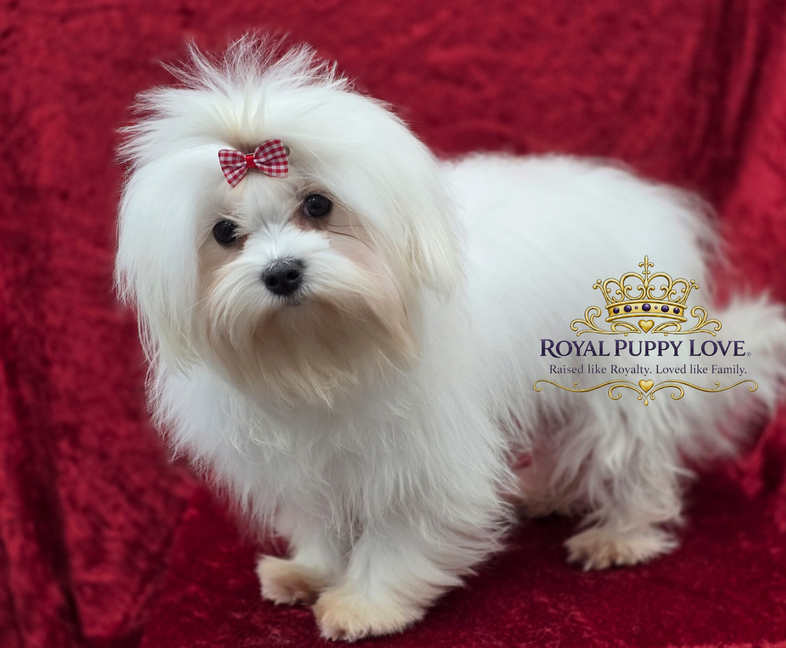 Royal Princess Bubbles