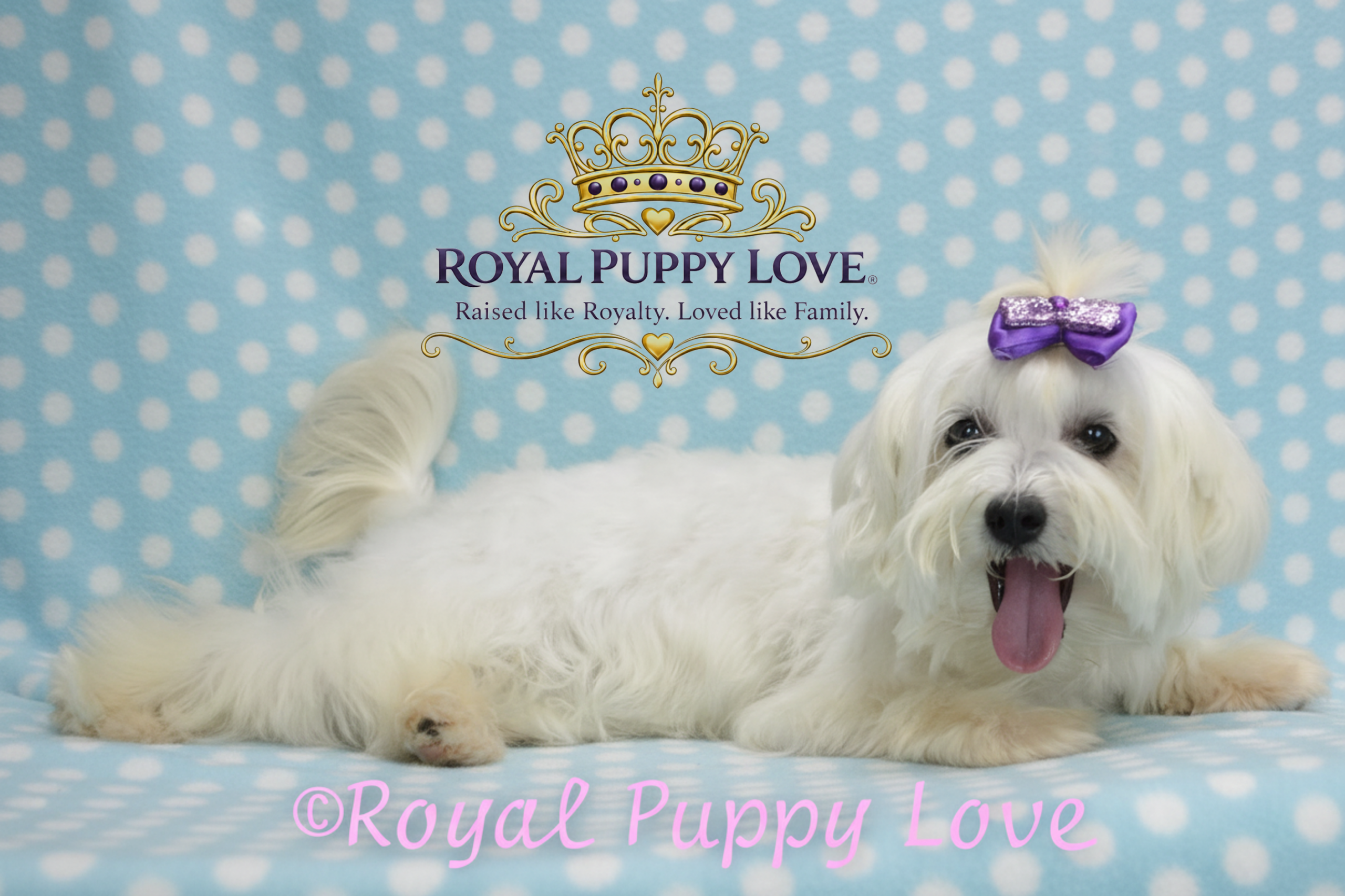 Royal Princess Cinderella