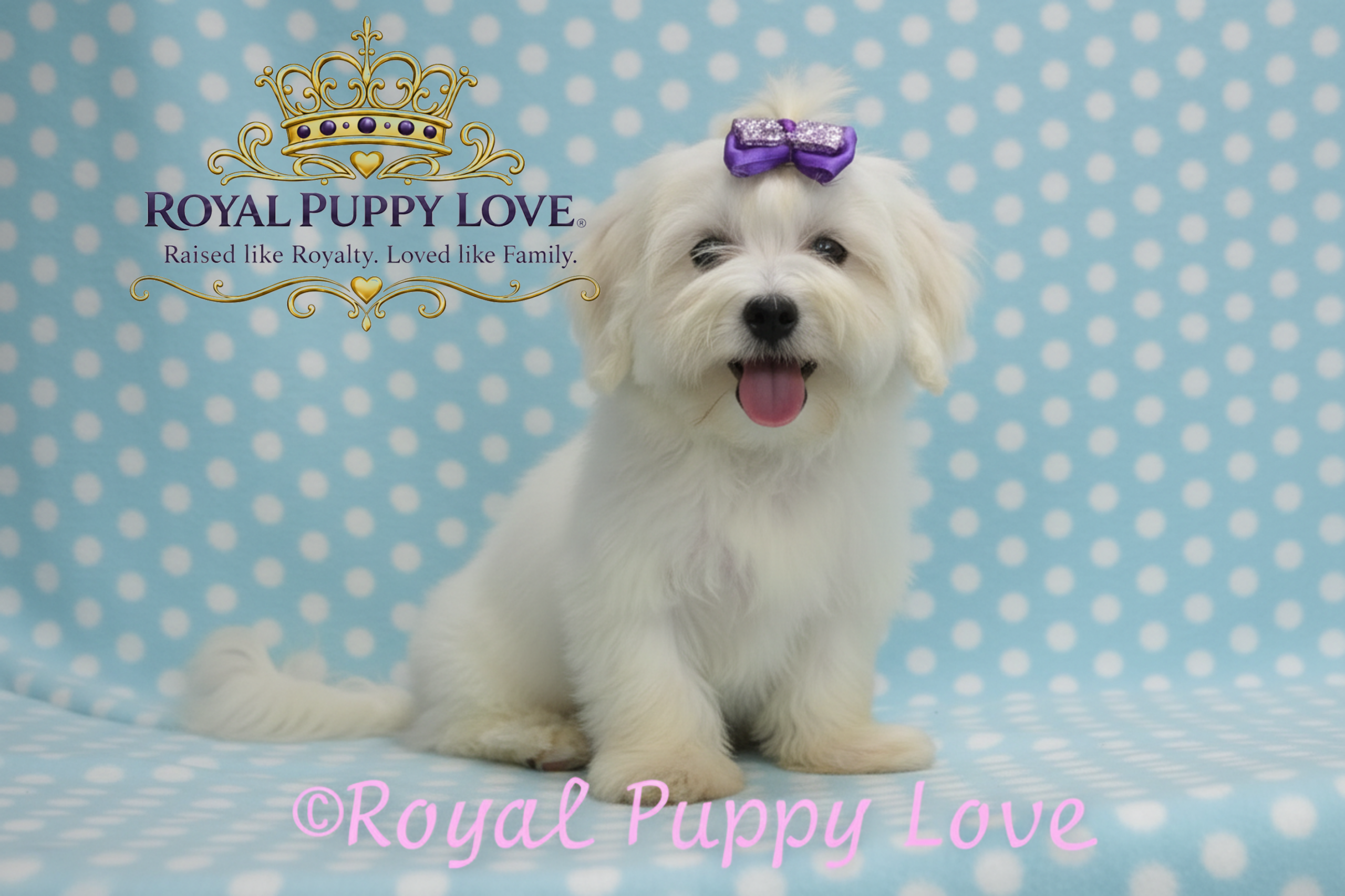 Royal Princess Cinderella