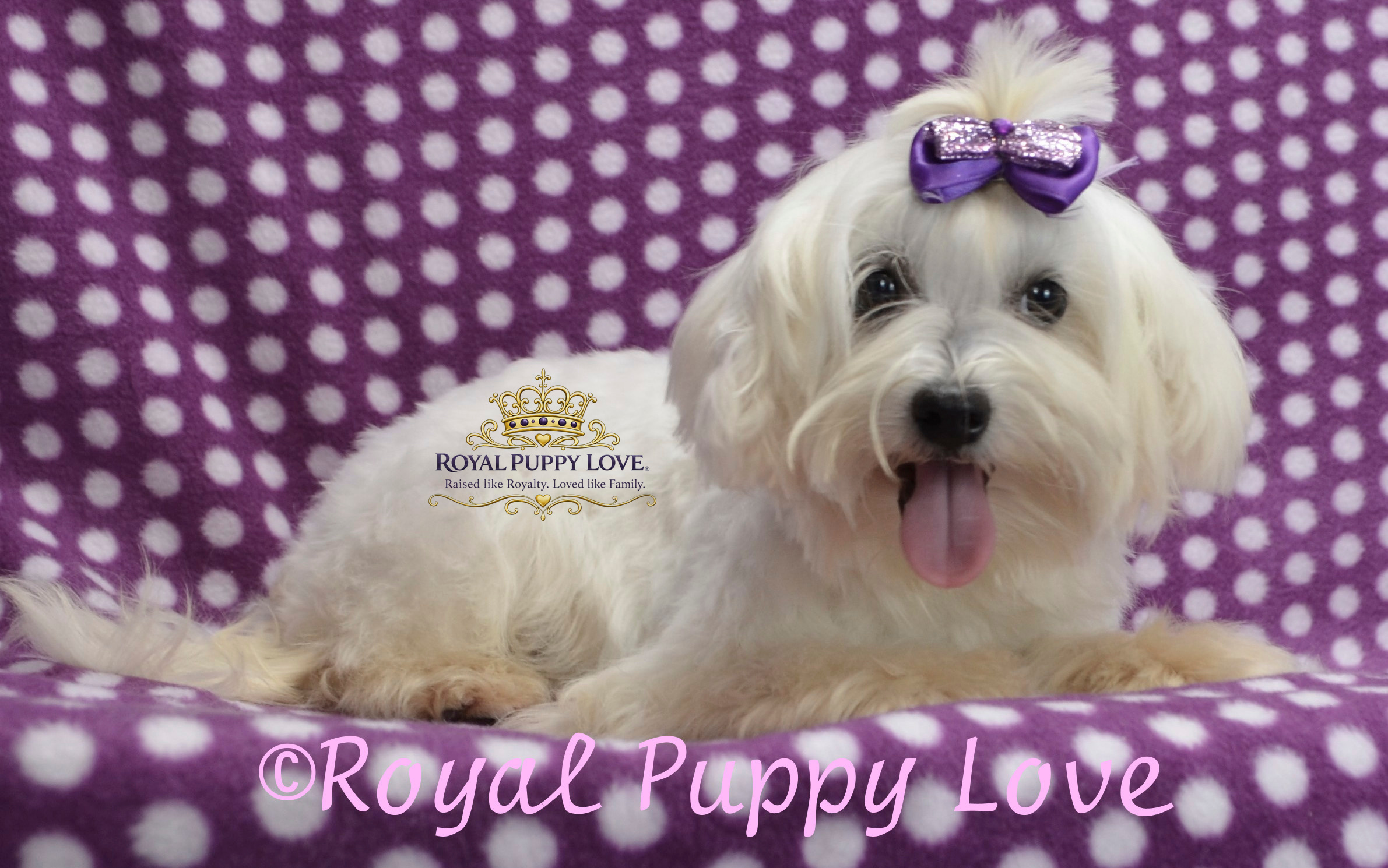 Royal Princess Cinderella