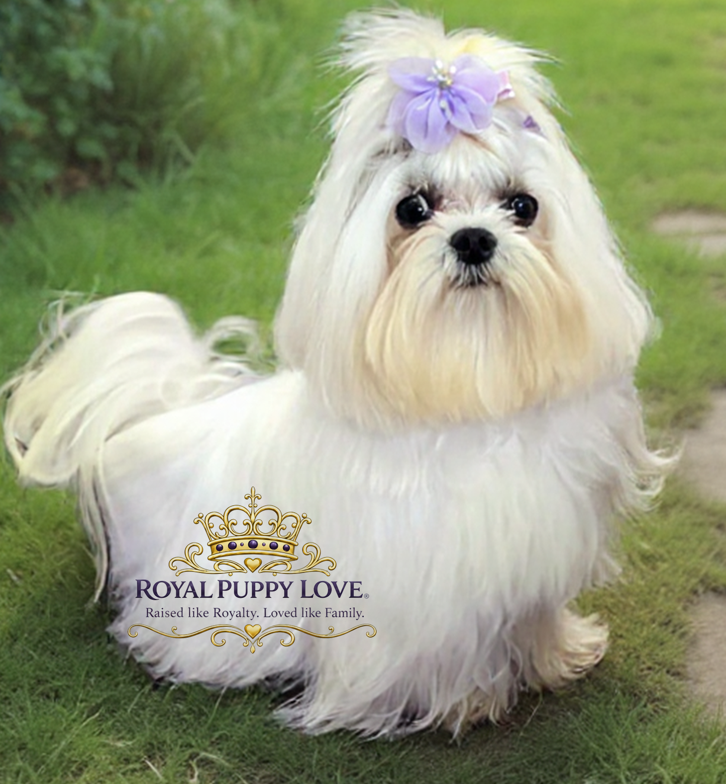 Royal Princess Fannie