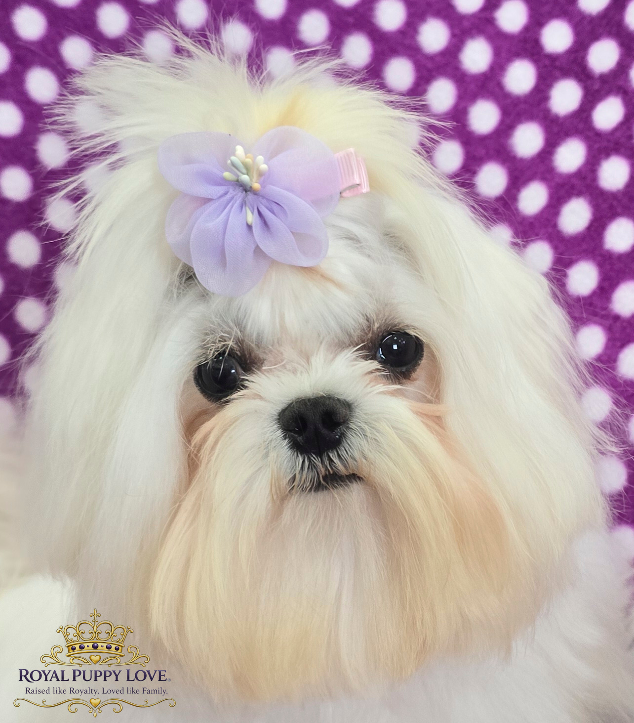 Royal Princess Fannie