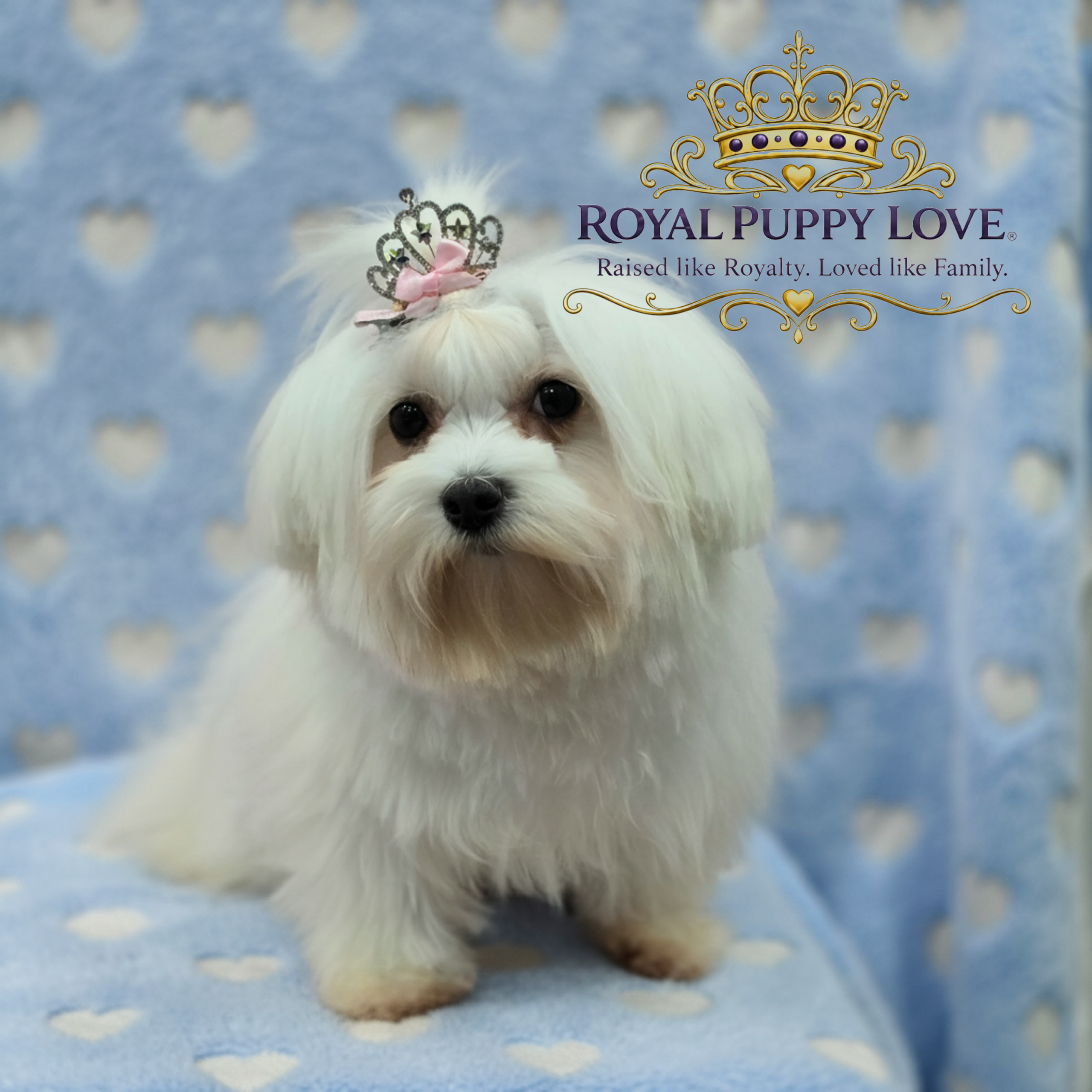 Royal Majesty