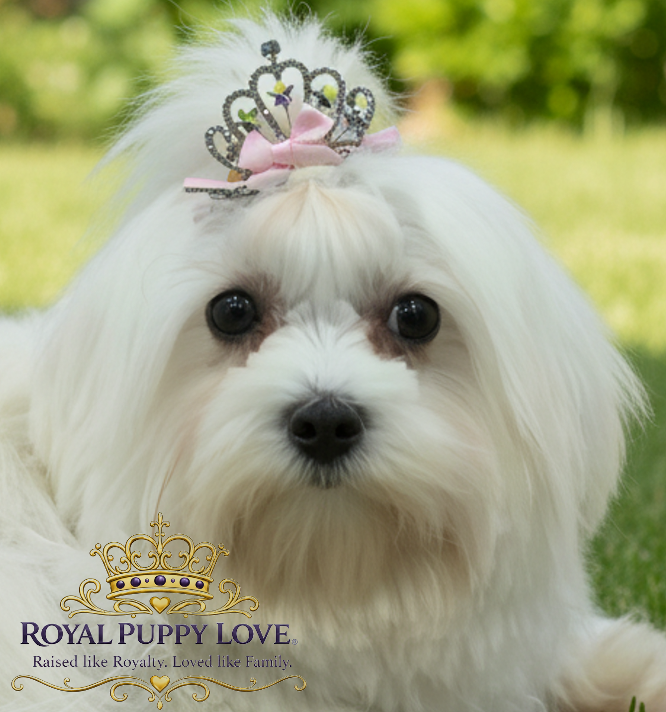Royal Majesty