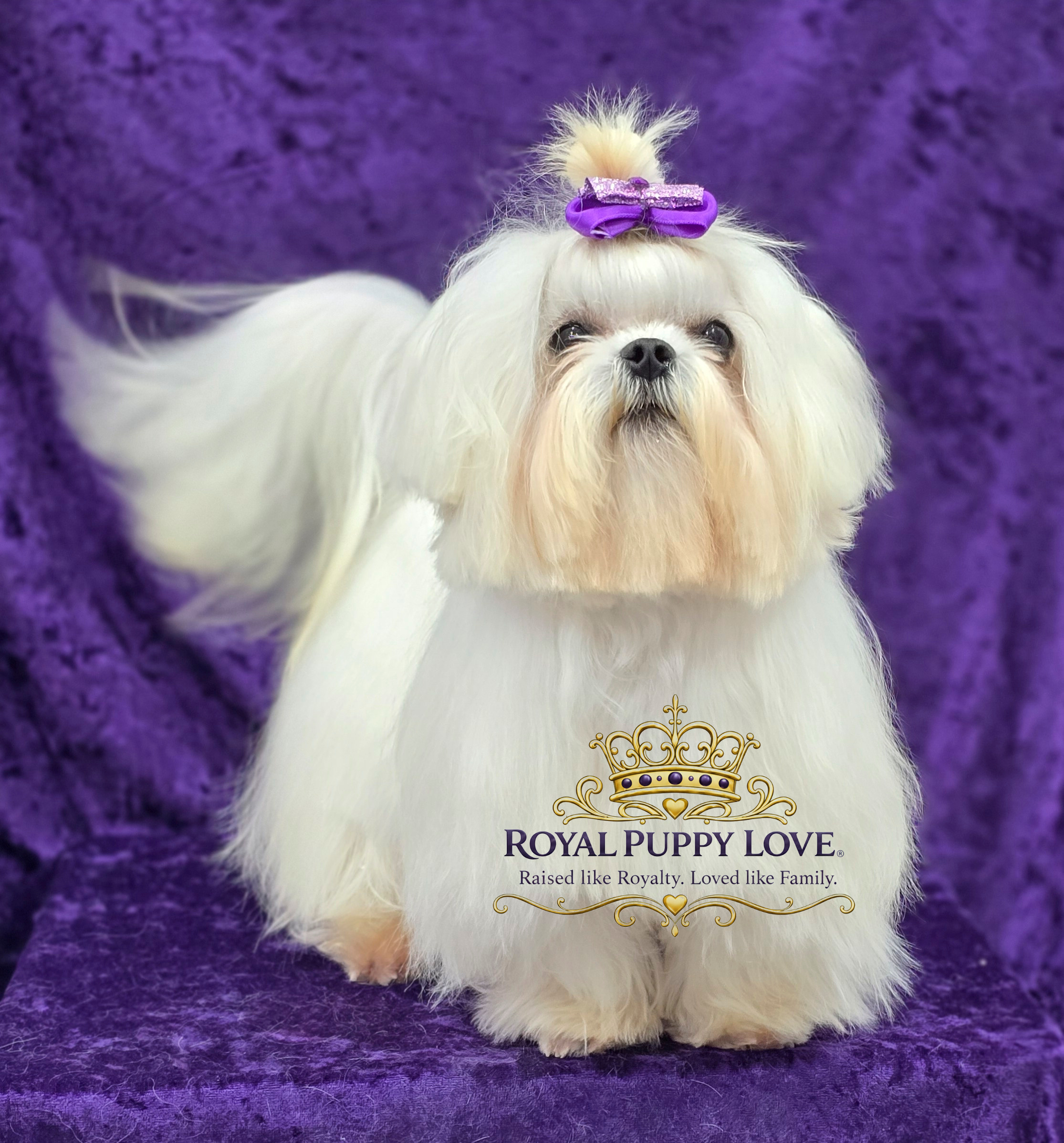 ROYAL PRINCESS POMREY