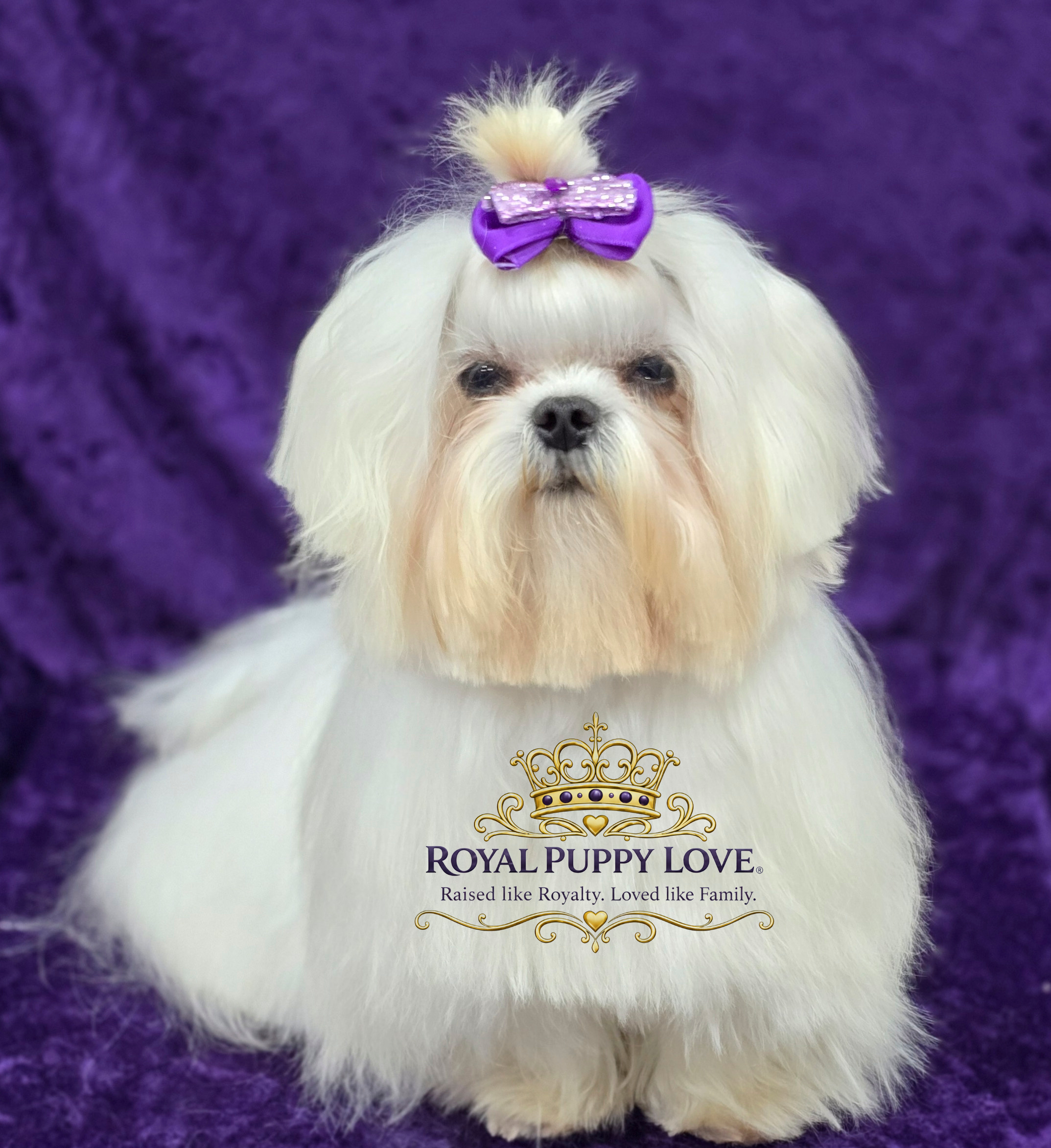 ROYAL PRINCESS POMREY