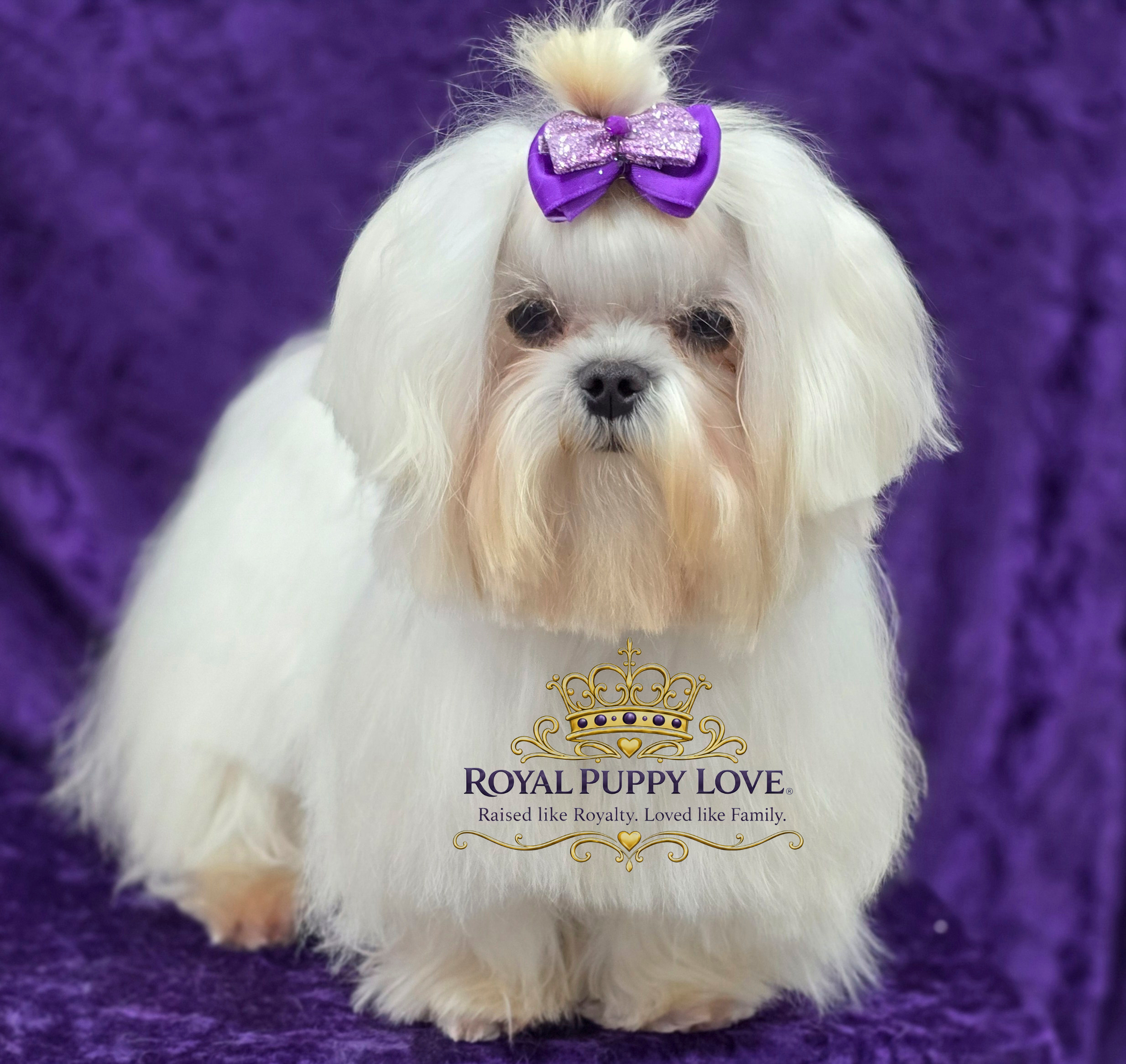ROYAL PRINCESS POMREY