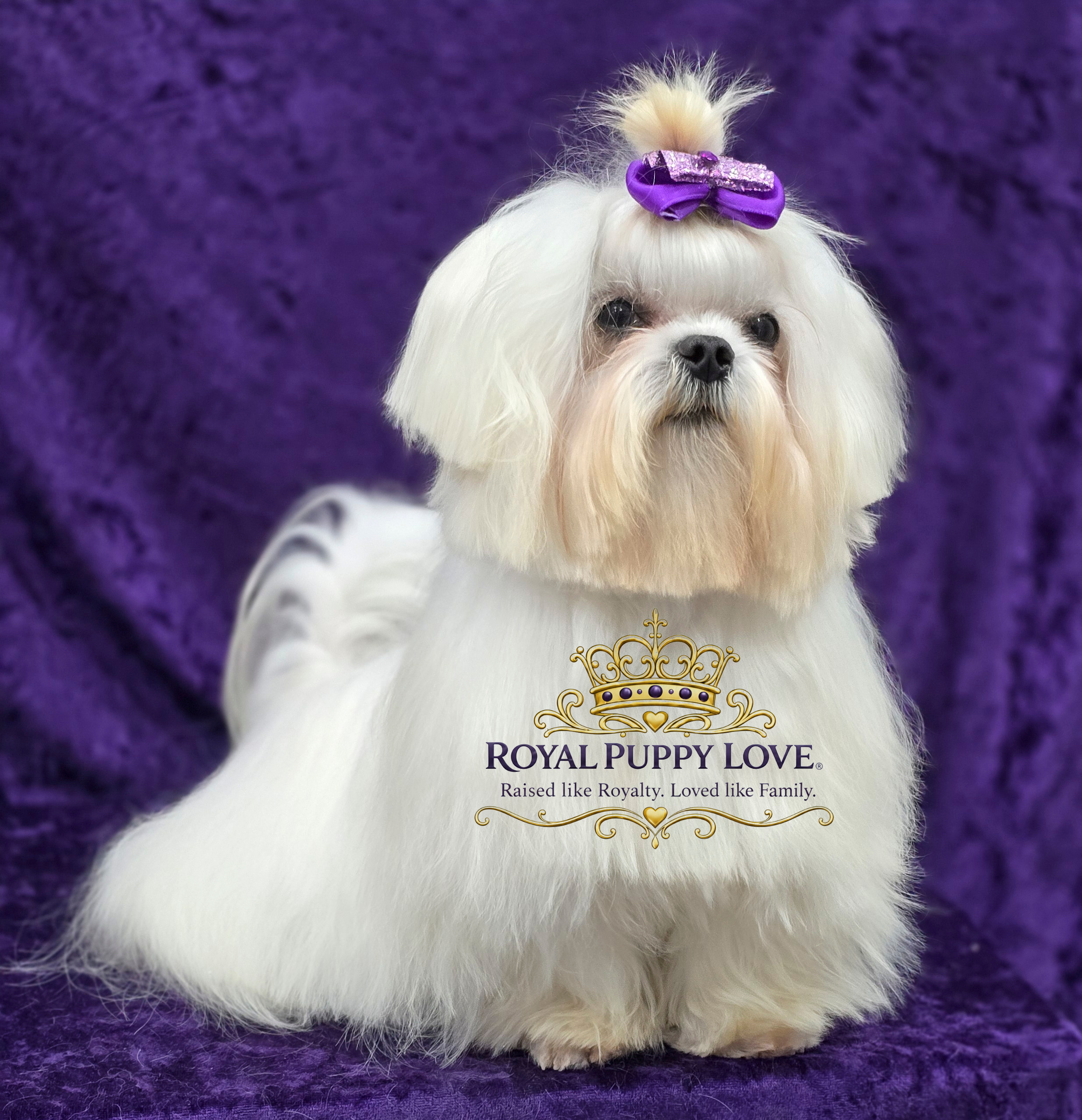 ROYAL PRINCESS POMREY