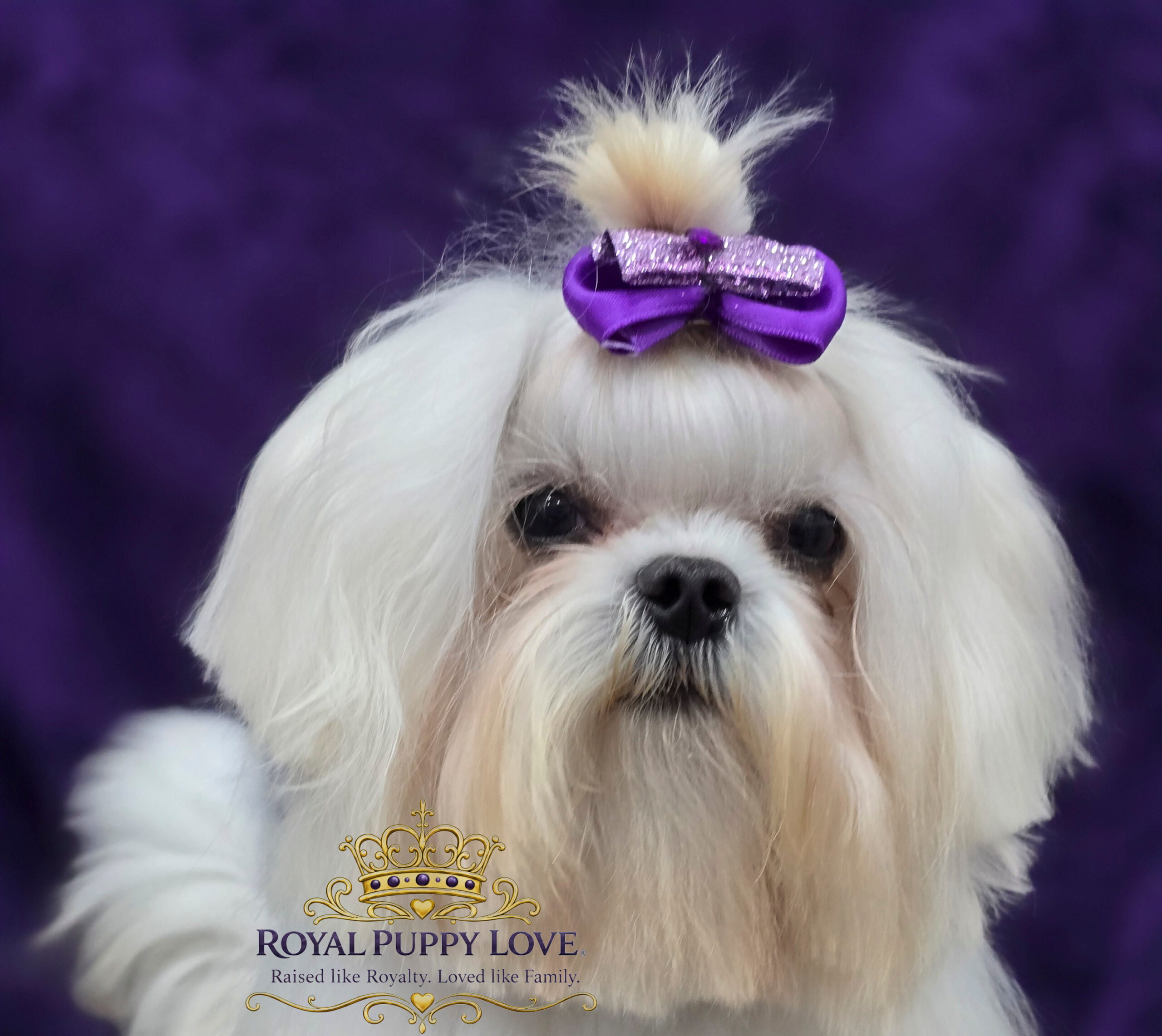 ROYAL PRINCESS POMREY