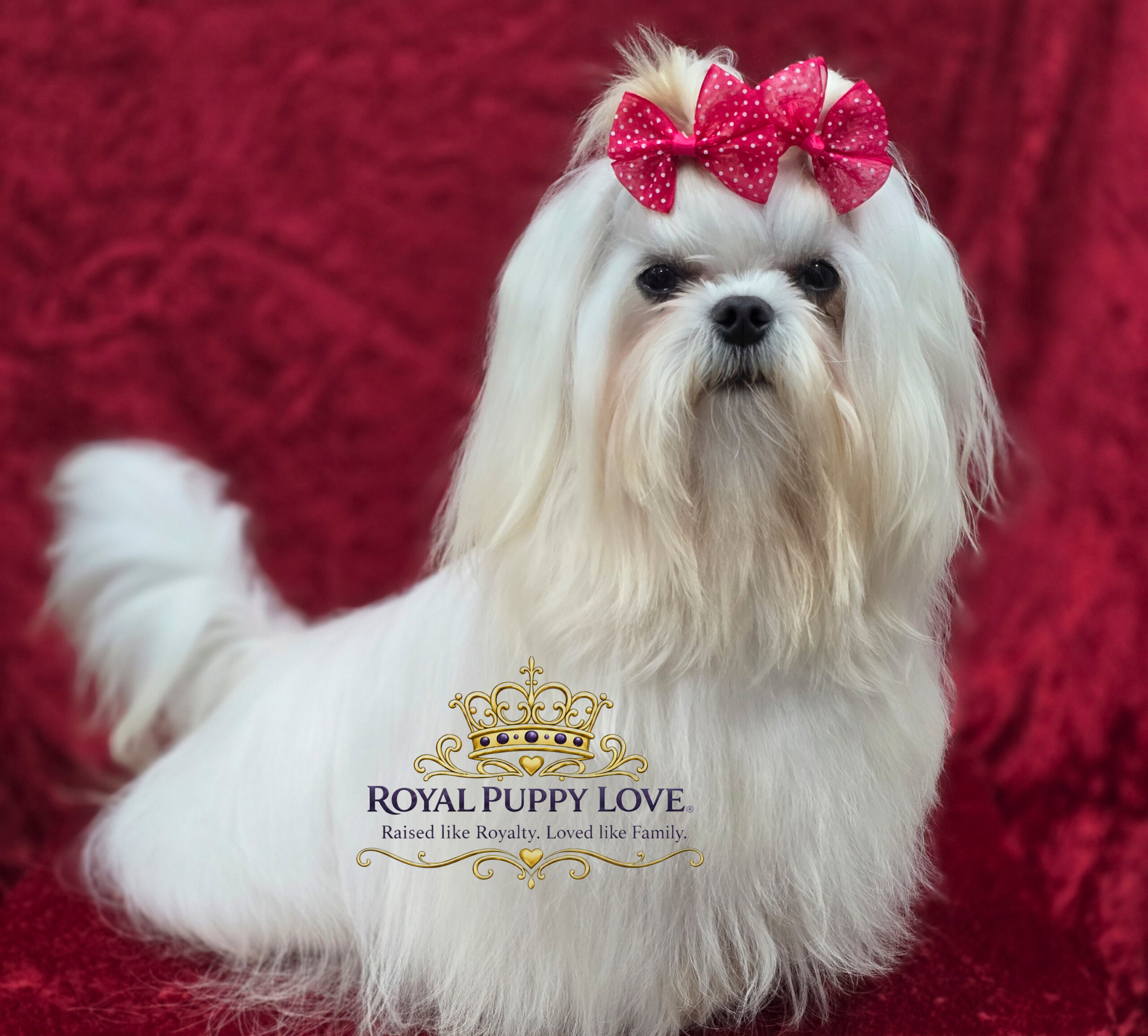 ROYAL PRINCESS PRADA