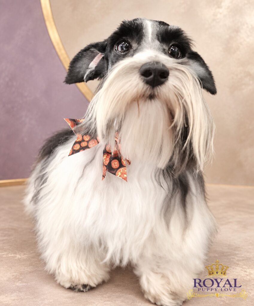 ROYAL PUPPY LOVE’S REGAL