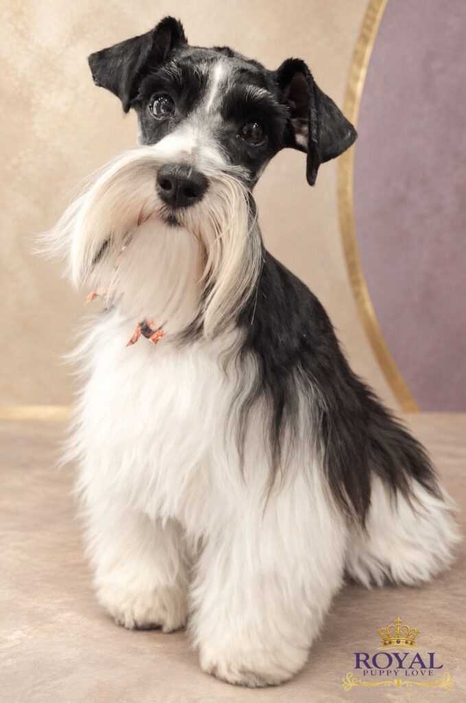 ROYAL PUPPY LOVE’S REGAL