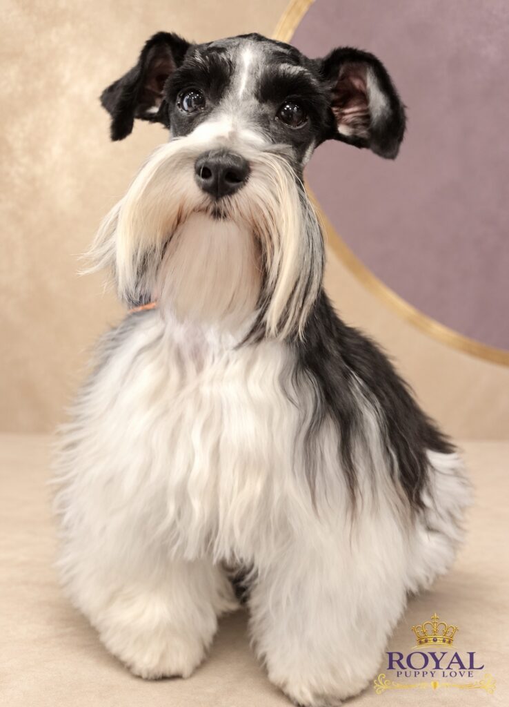 ROYAL PUPPY LOVE’S REGAL