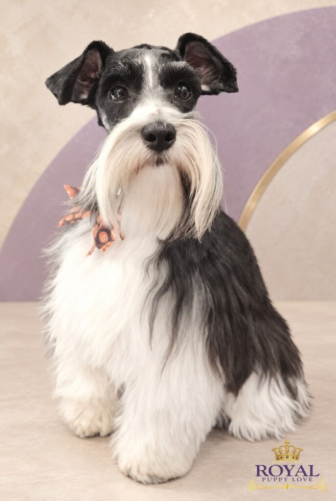 ROYAL PUPPY LOVE’S REGAL