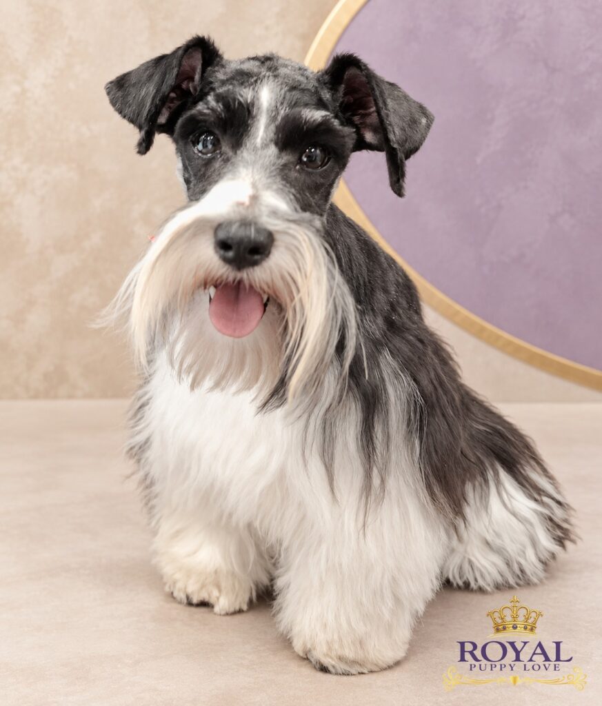ROYAL PUPPY LOVE’S REGAL