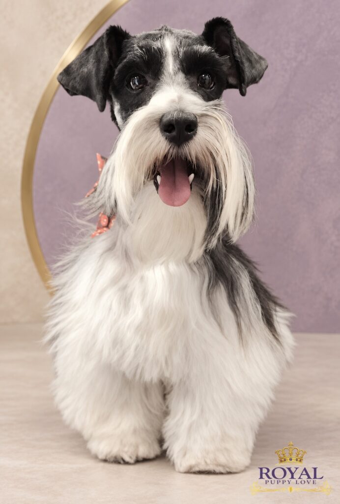 ROYAL PUPPY LOVE’S REGAL