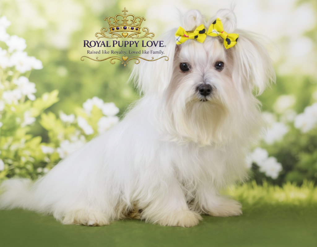 ROYAL PRINCESS SNOW WHITE
