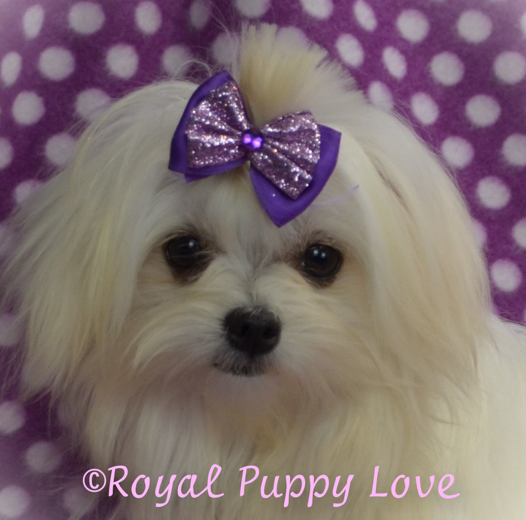 ROYAL PRINCESS TIARA