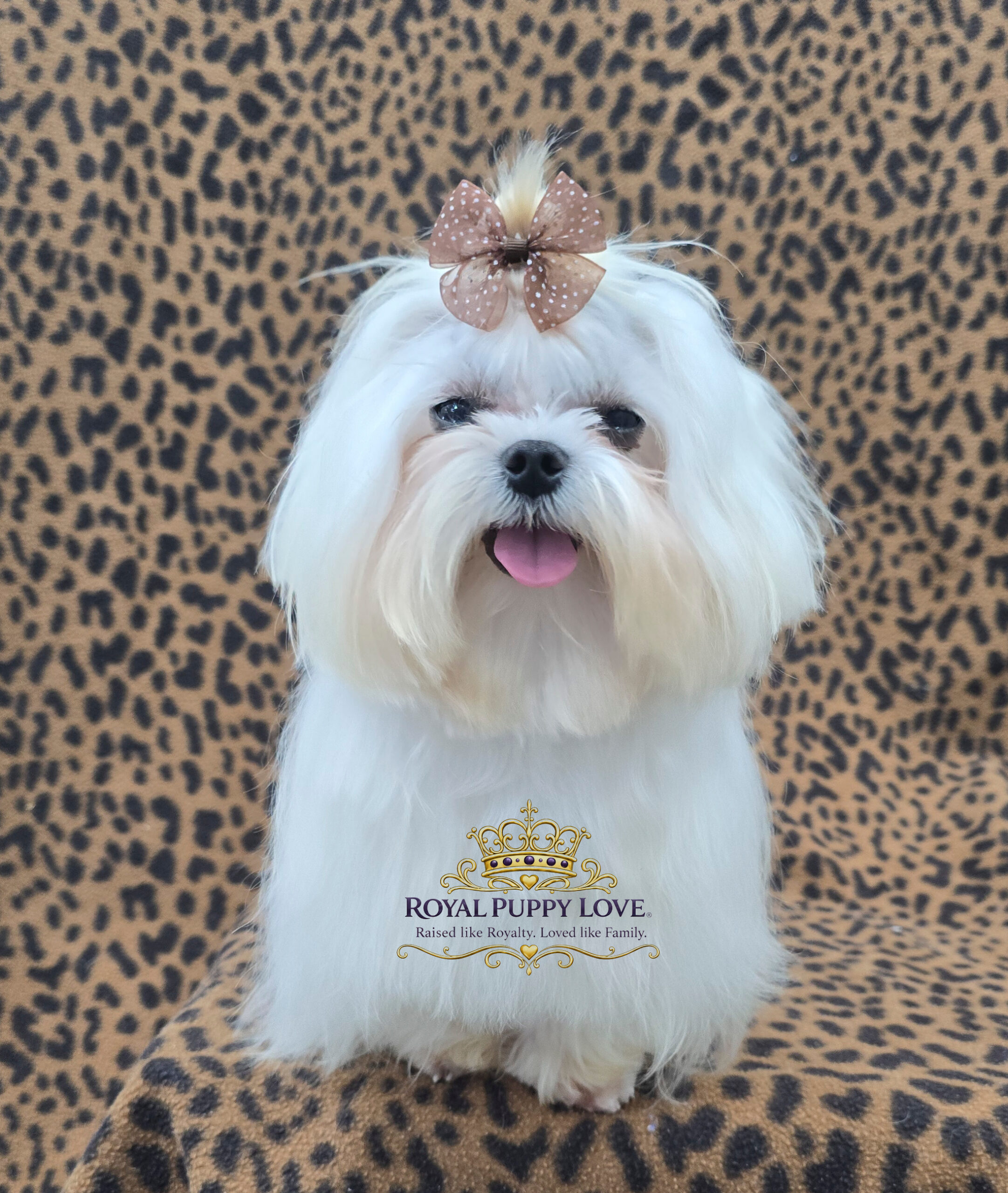 ROYAL PRINCESS WILLOW