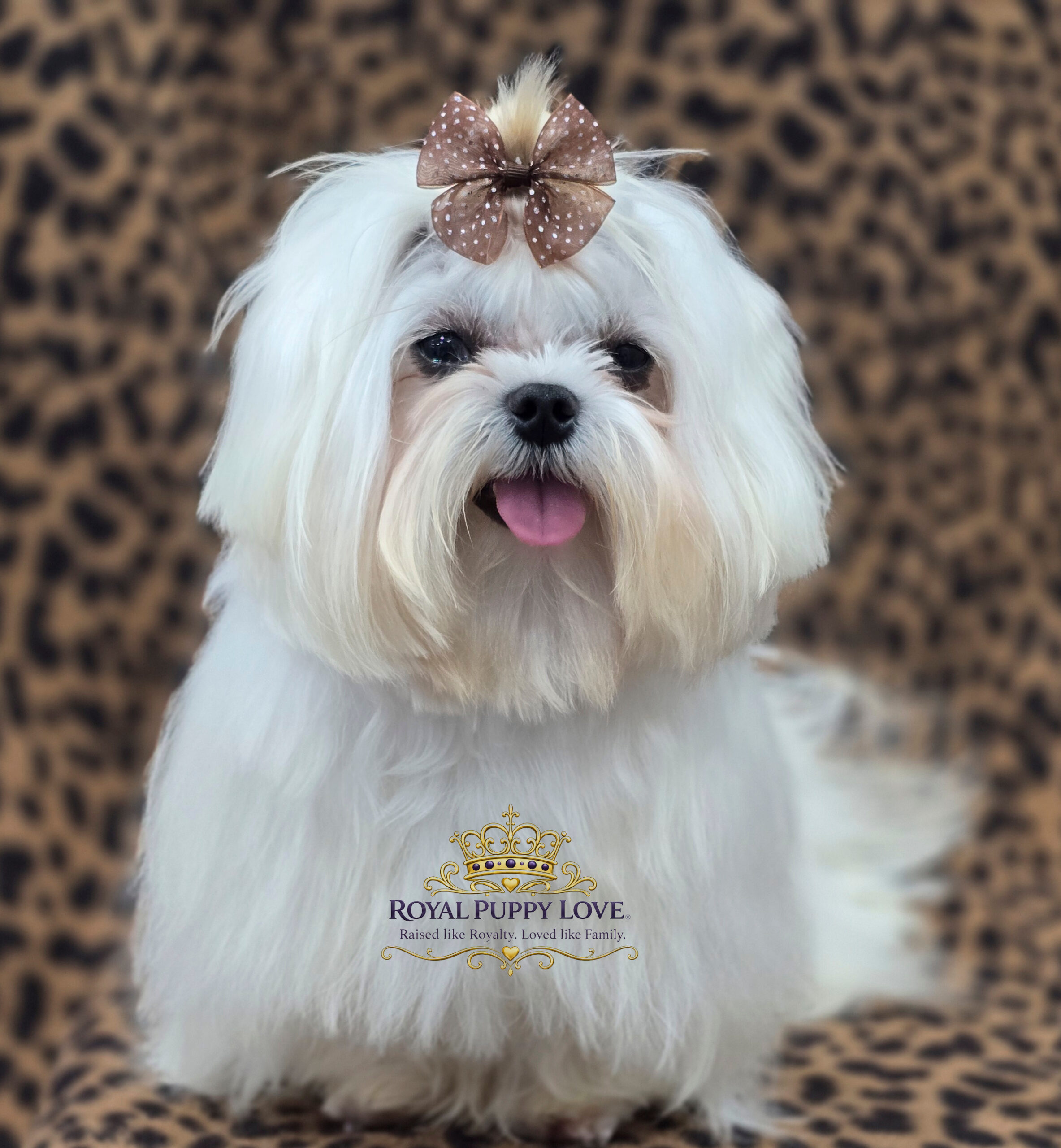 ROYAL PRINCESS WILLOW