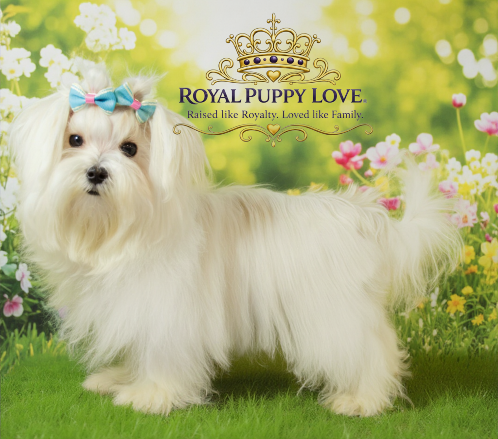 Royal Prince Windsor