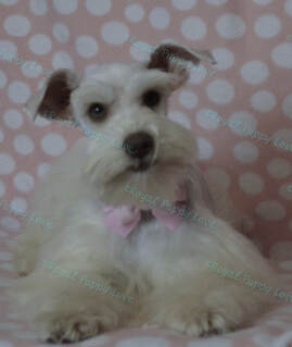 ROYAL PUPPY LOVE’S XANADU
