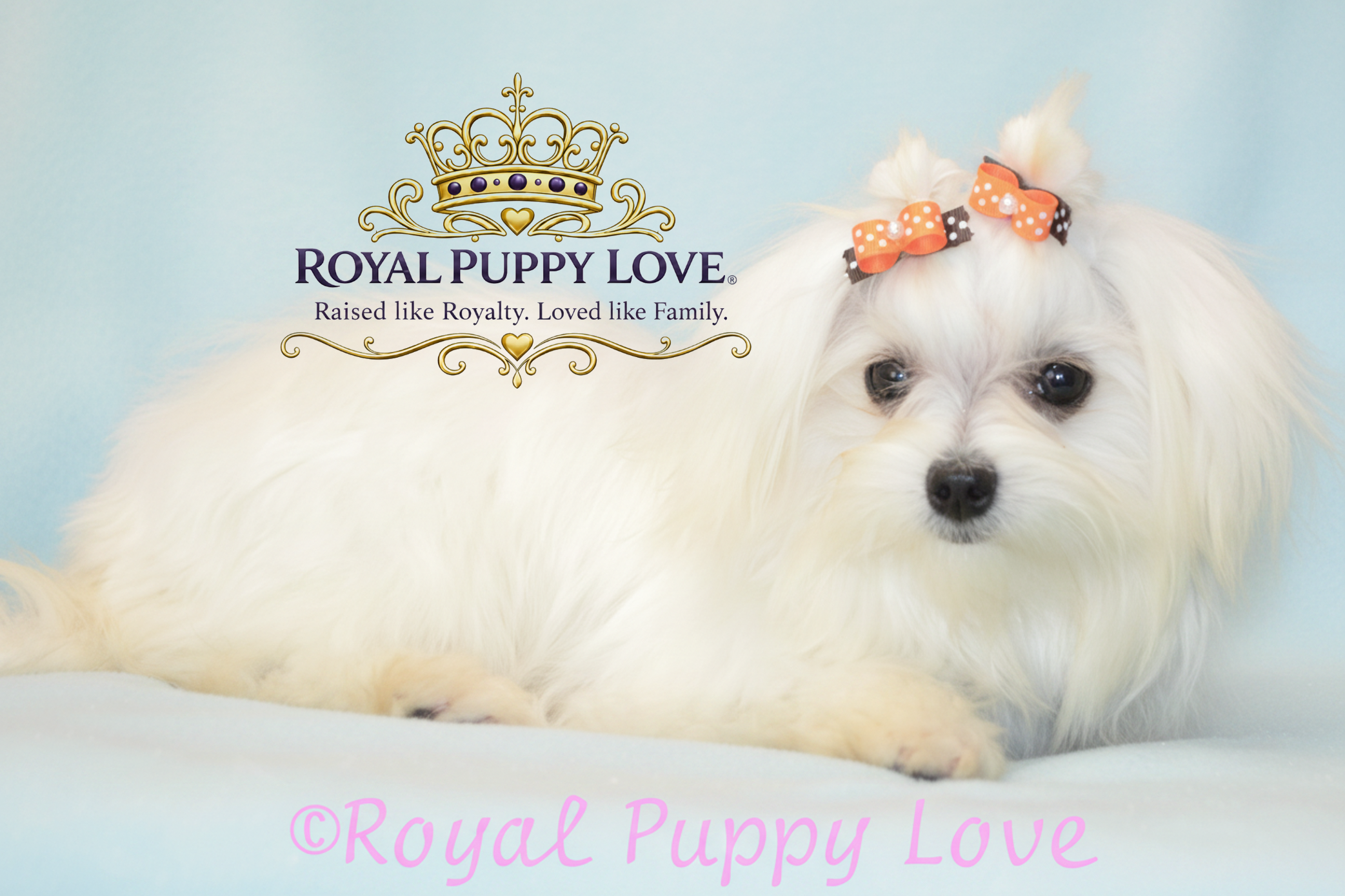 Royal Princess Xavia