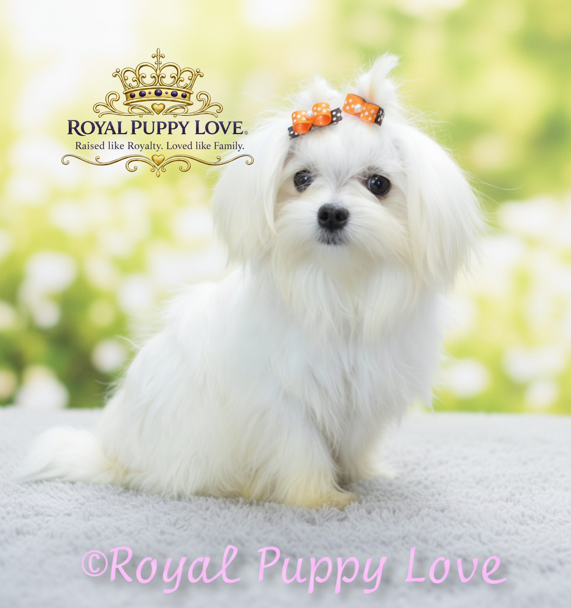 Royal Princess Xavia