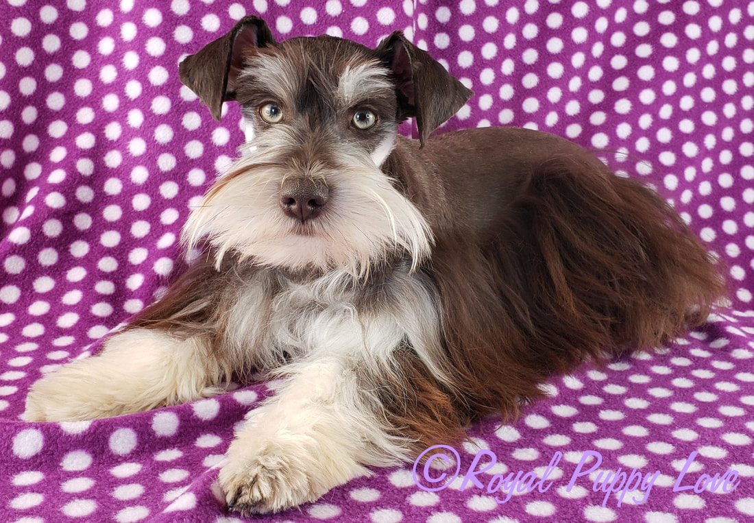 ROYAL PUPPY LOVE’S YAHOO