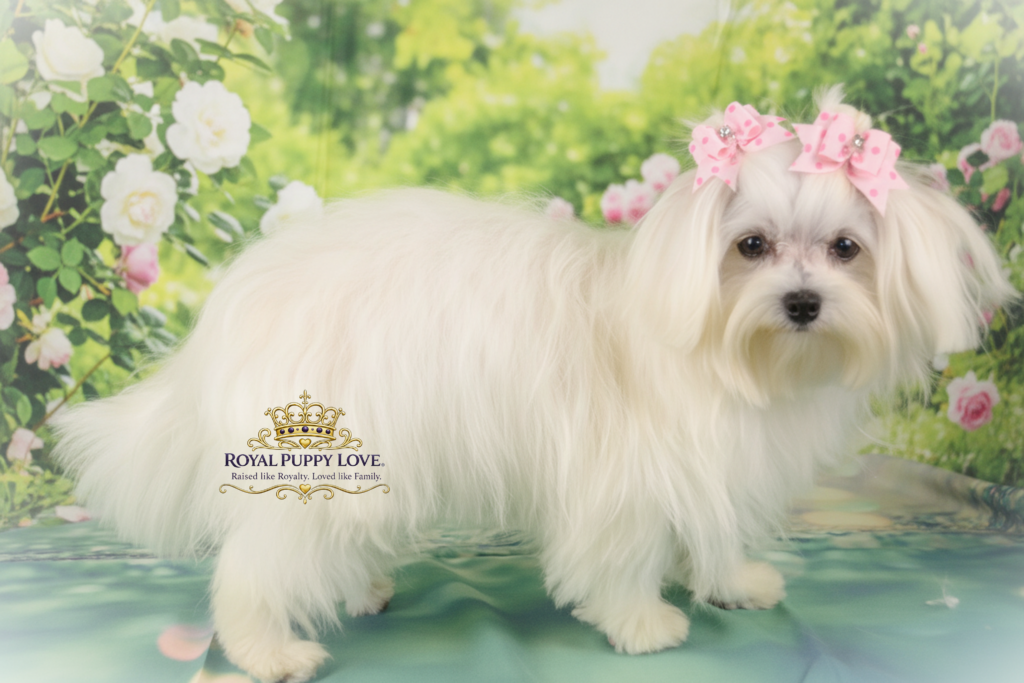 Royal Princess Zana