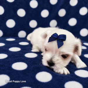 Willy (Reserved) Congrats to Tiziana P. in OK!