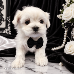 Willy (Reserved) Congrats to Tiziana P. in OK!