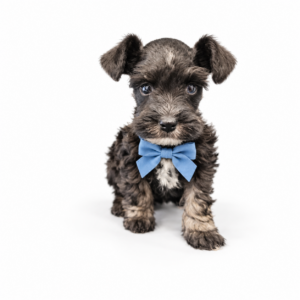 Tweedy (Reserved) Congrats to MICHAEL R. in OK!