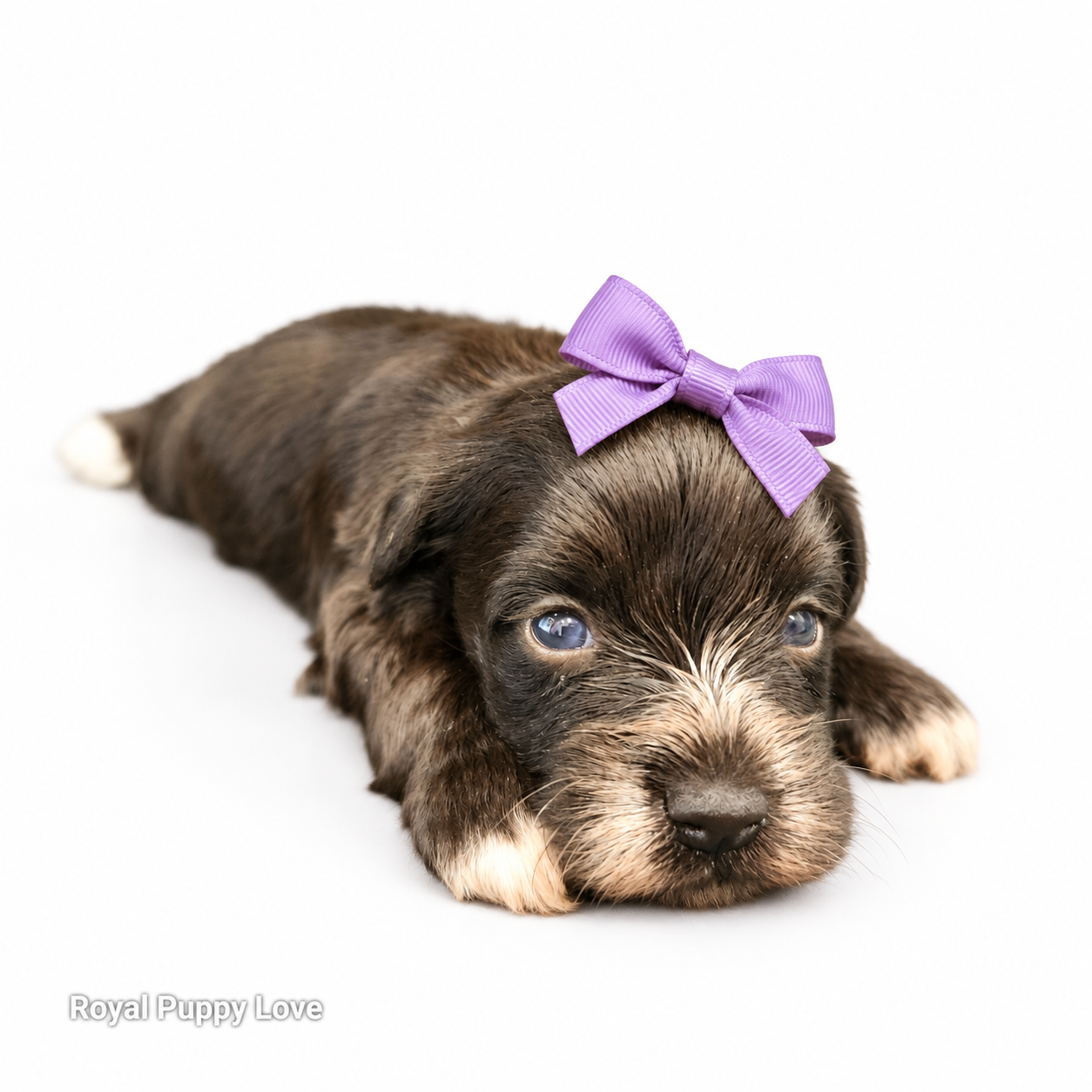Blossom - Image 4