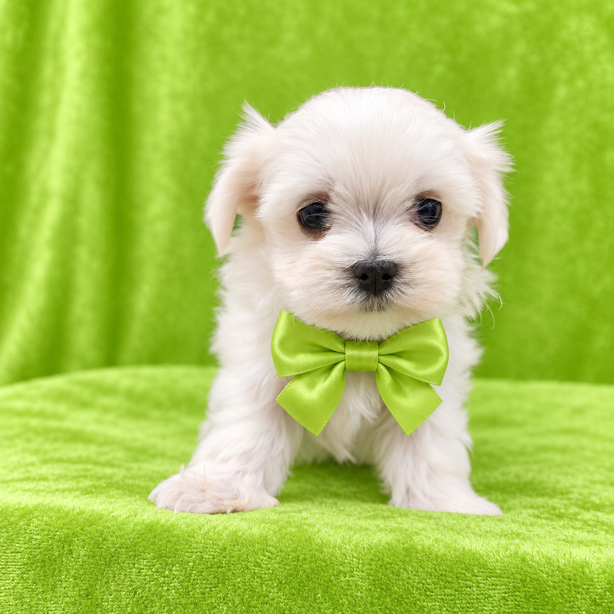 Willy (Reserved) Congrats to Tiziana P. in OK! - Image 4