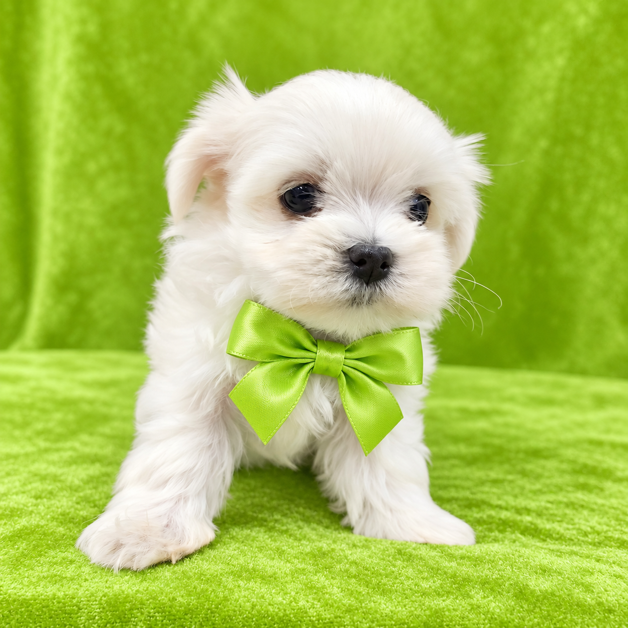 Willy (Reserved) Congrats to Tiziana P. in OK! - Image 3