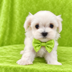 Willy (Reserved) Congrats to Tiziana P. in OK!