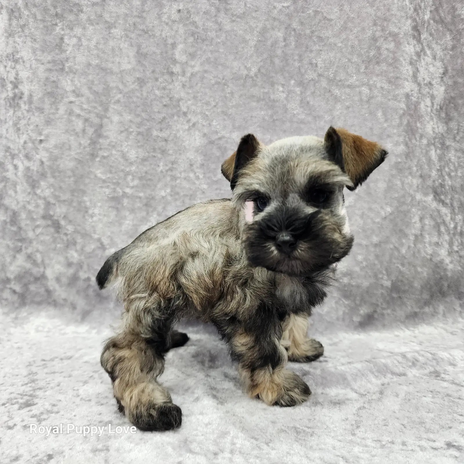Ophelia (Toy size) - Image 2